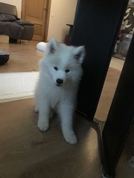 Beauty Samoyed puppy girl waiting new parents в 