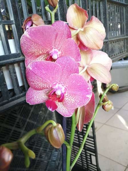 Орхидея в Невинномысске фото 7