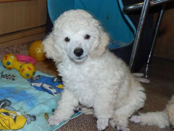 Poodle. Apricot and white boy's в фото 6