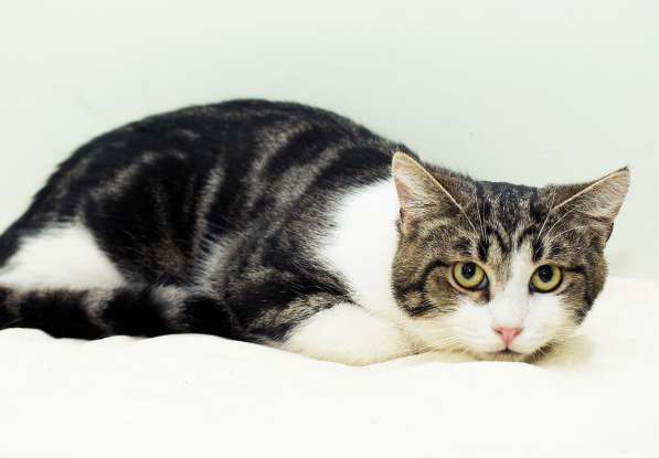 Котенок в добрые руки. Тошка-добрая душа в Москве фото 35