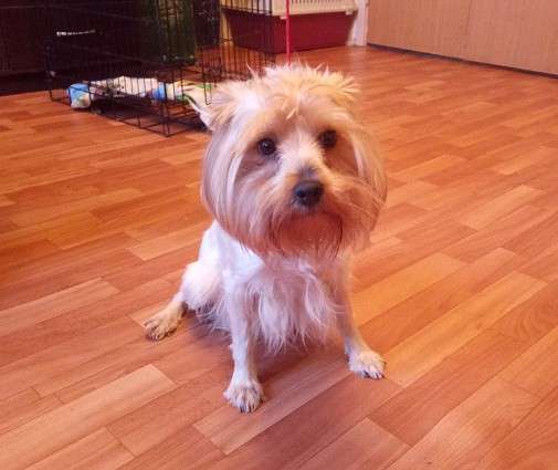 Йорк девочка 5 лет в Москве фото 4