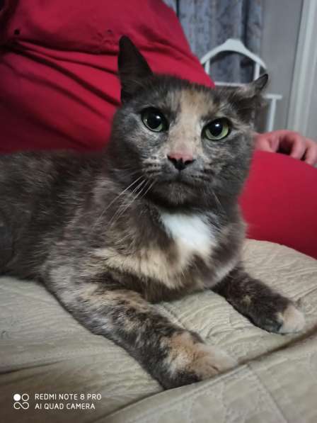 Молоденькая ласковая кошечка