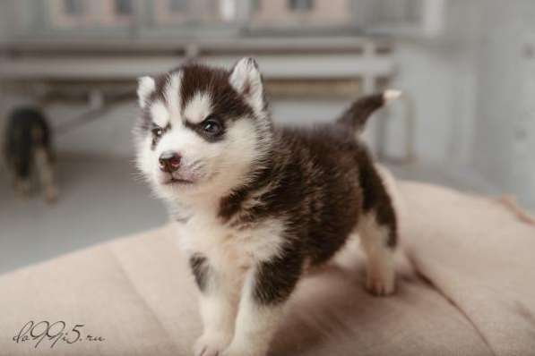 Шоколадно-белые и черно-белые щенки хаски в Санкт-Петербурге фото 4