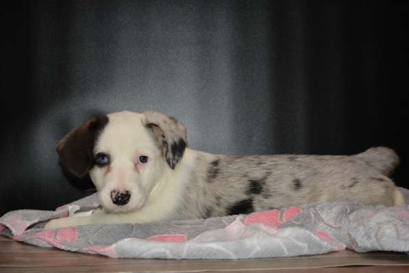 Щенок вельш корги кардигана мальчик в Москве фото 5