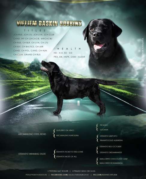 Милашки лабрадорчики в Нижнем Новгороде фото 13