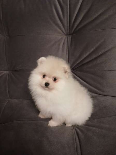 Pomeranian spitz в фото 3