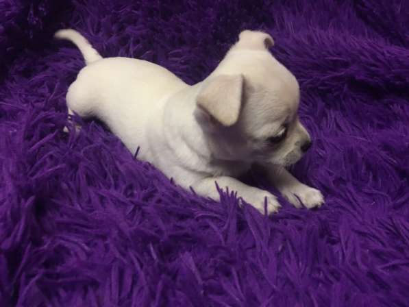 Щенки чихуахуа в Москве фото 10