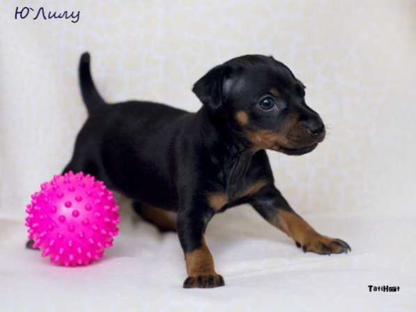 Щенки Цвергпинчера в Санкт-Петербурге фото 4