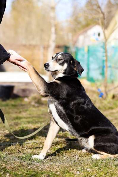 Статная, роскошная и великолепная собака ищет дом в Санкт-Петербурге фото 8