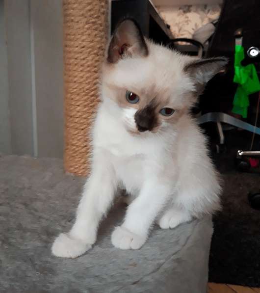 Котята сноу-шу в Санкт-Петербурге