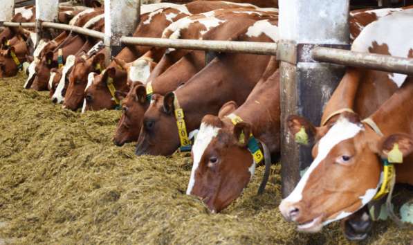 Сельхозпредприятие в Ленинградской области РФ (сырое молоко) в Тихвине фото 7