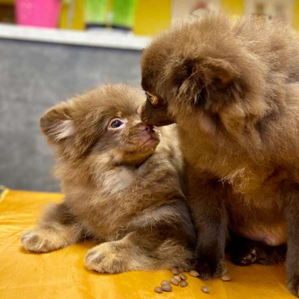 Шоколадные шпицы