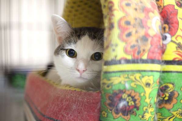 Скоро ли Миссис встретит своего хозяина в Москве фото 3