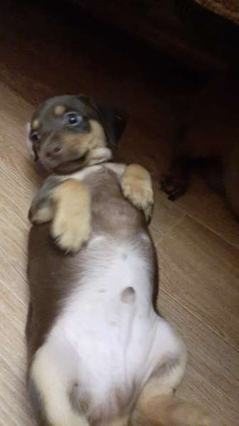 Щенки таксы миниатюрной в Твери фото 31