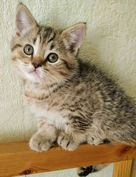 Шотландские котята в Москве фото 19