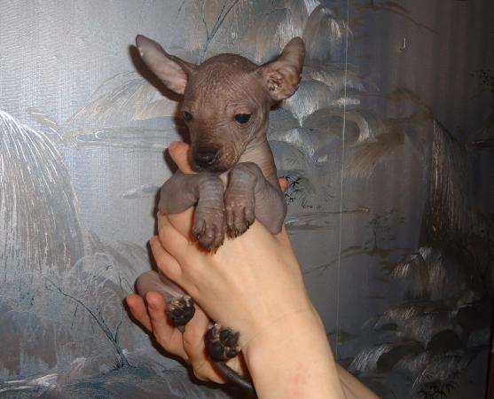 Щенки Мексиканской голой собаки-миниатюра в Санкт-Петербурге фото 4