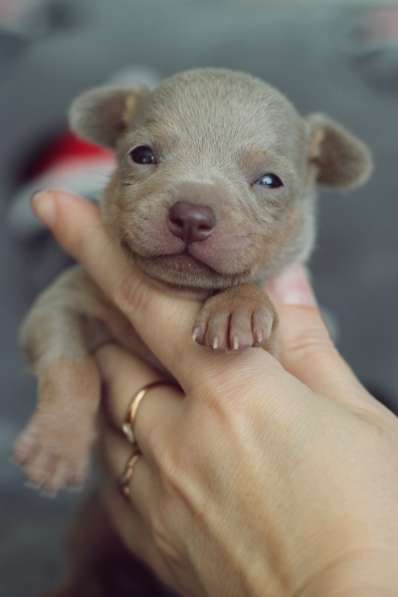 Щенки Русский Той в Иркутске фото 22