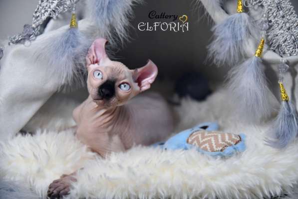 Котята Sphynx, Elf, Bambino, DWELF в фото 5