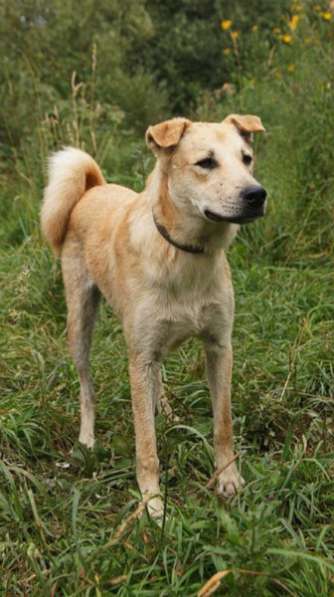 Отдам даром Добрый день, дорогой хозяин в Санкт-Петербурге