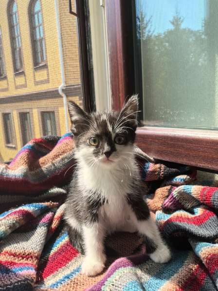 Котенок в добрые руки. Веселая Мазурка в Москве фото 3