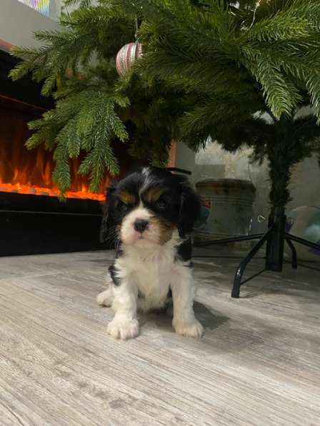 Щенки Кавалер Кинг Чарльз спаниель в Туле фото 7