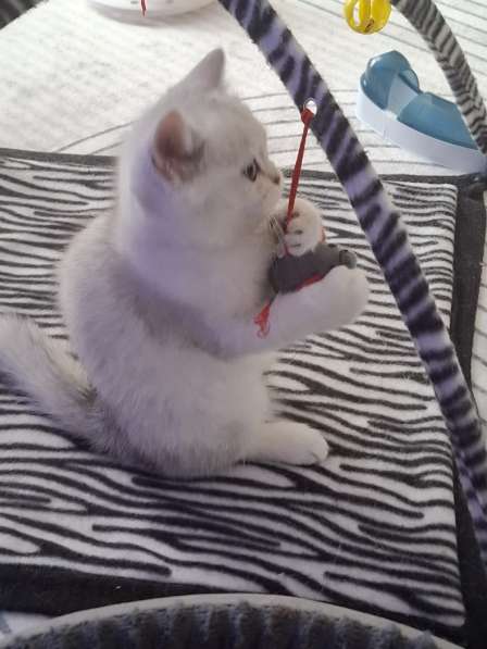 Британский короткошерстный котик в фото 11