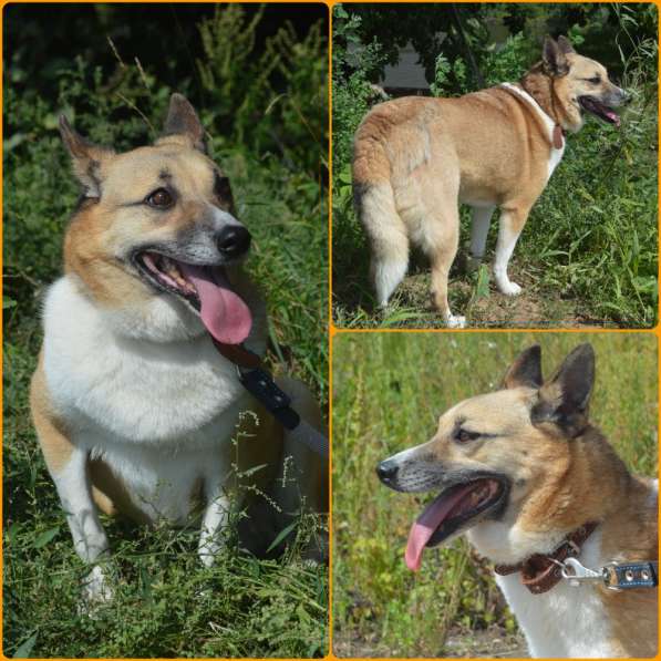 Собака ЛИЛУ даром в Москве