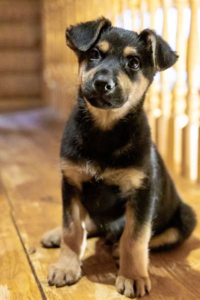 Мальчик в добрые руки в Москве фото 9