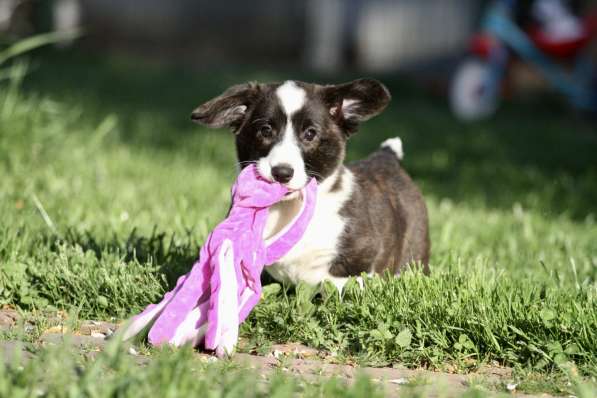 Щенок вельш корги кардиган