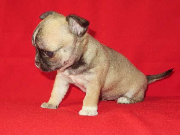 Чихуахуа супер шоу девочка в Санкт-Петербурге