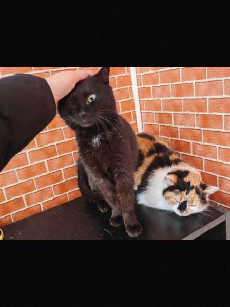 Пара кот и кошка стерилизованные в добрые руки в Воронеже фото 5