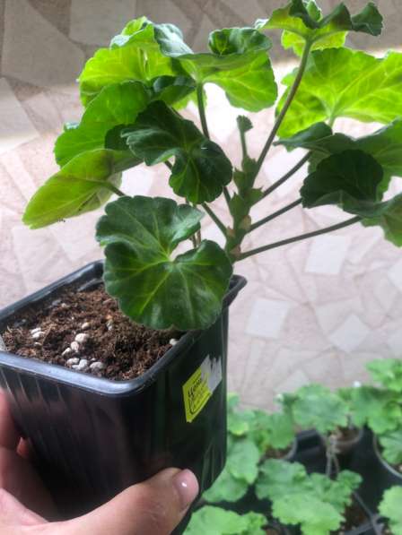 ЮВ-Гардения в обьеме 300мл в Брянске фото 3