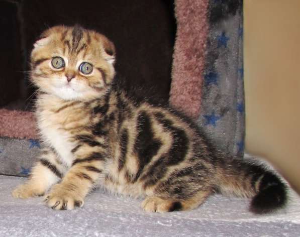 Шотландские котята в Санкт-Петербурге фото 4