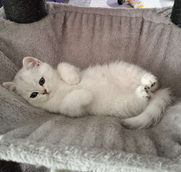 Британский короткошерстный котик в фото 19