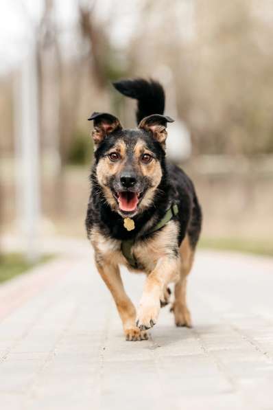 Малыш черный Перец в дар