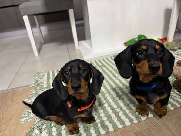 Щенята стандартной таксы