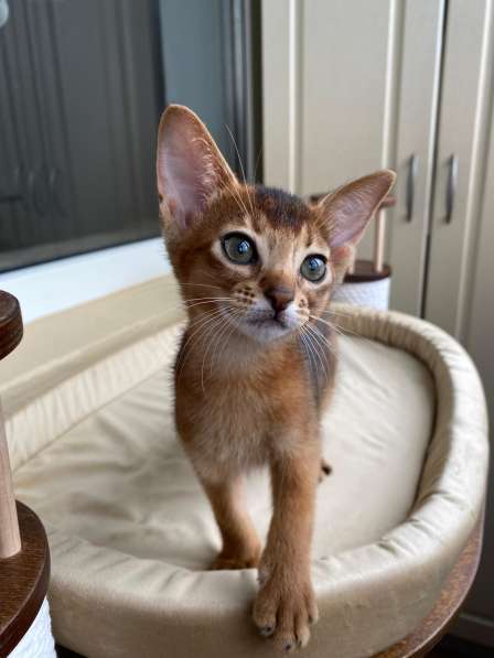 Абиссинский котёнок девочка с документами в 