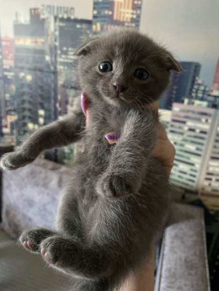 Шотландские котята в Хабаровске