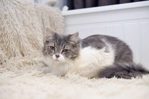 Пушистая Принцесса в дар в Москве фото 5