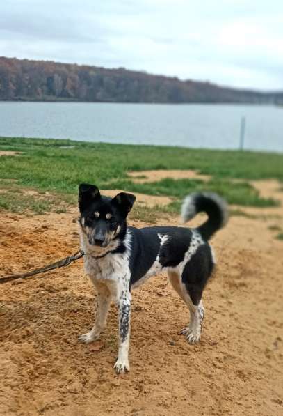 Собака девочка бесплатно в Подольске фото 7