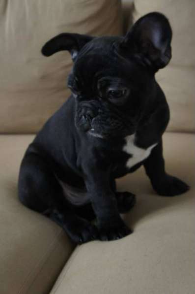 Отдам даром Щенки французского бульдога в Санкт-Петербурге