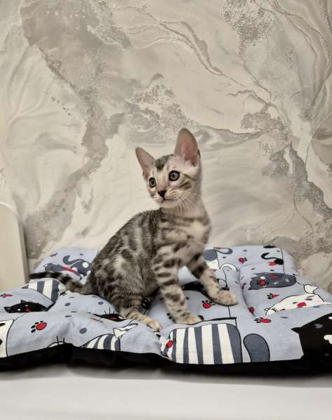 Бенгальские котята редкого окраса в фото 4