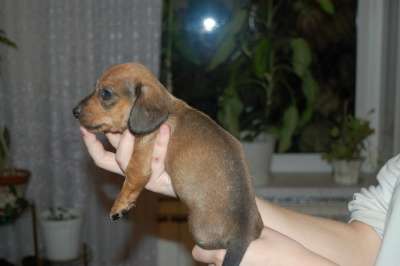 карликовая такса в Москве