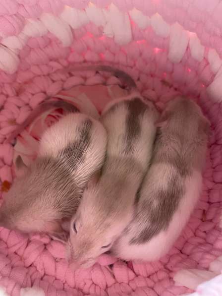 Крысы Дамбо(крысята) в Курске