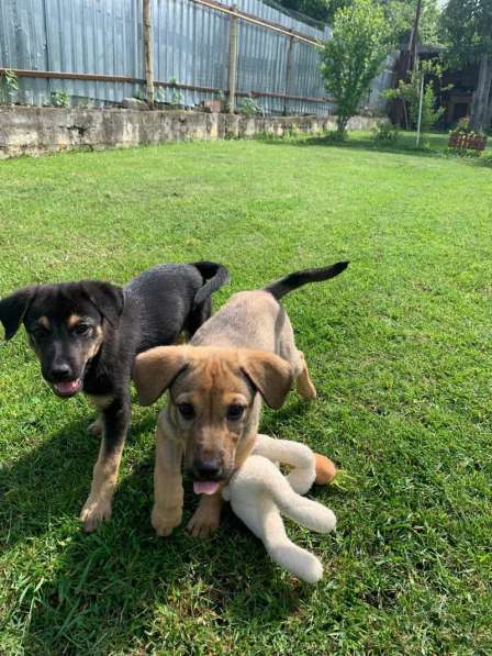 Ласковые бархатные щеночки в Санкт-Петербурге фото 5