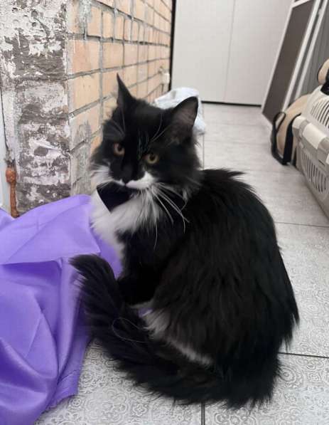Скромный котик Гарри ищет семью! в Москве фото 3