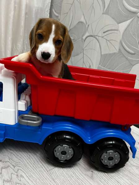 Щенок Бигль