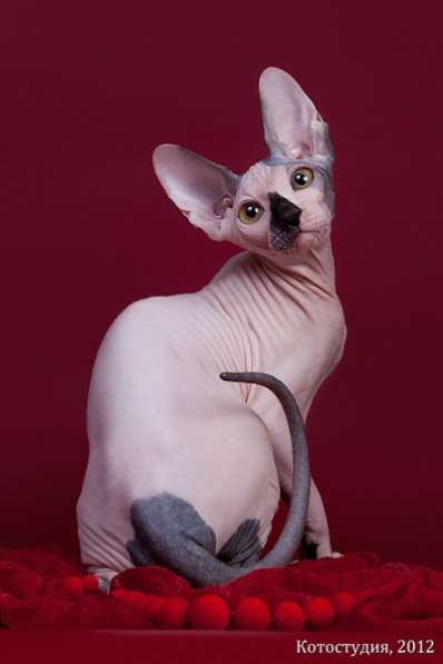 Сфинкс–одна из старейших пород кошек в фото 4