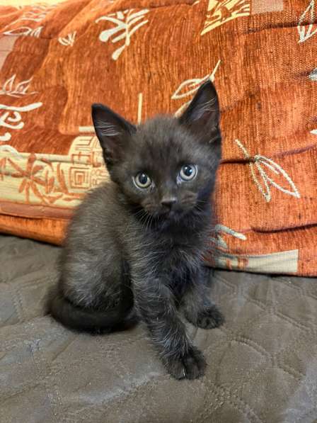 Отдам котят в добрые руки в Томске