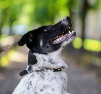 Отдам даром Молодая собака Бони ищет супер-хозяина в Санкт-Петербурге